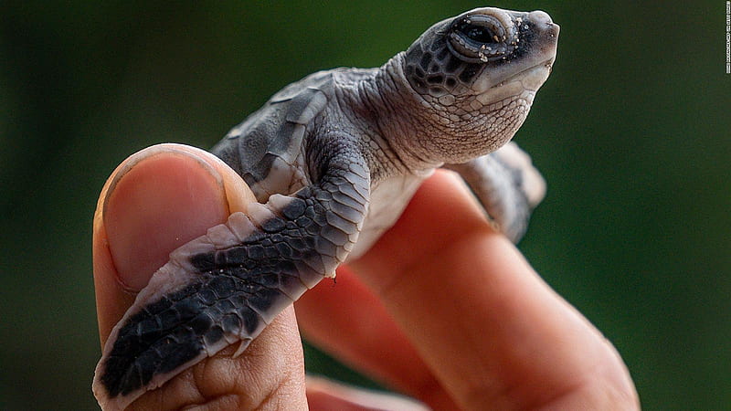 Is coronavirus helping turtles? The answer's complicated, Green Turtle, HD wallpaper