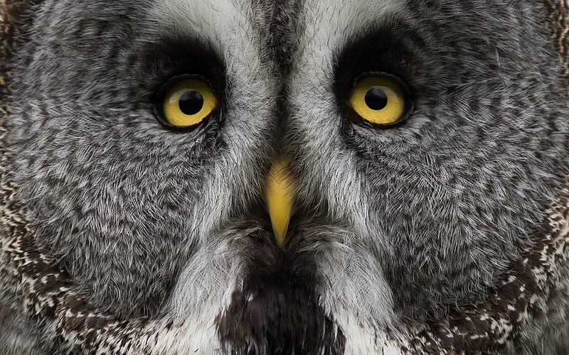 Owl, pasare, black, yellow, bufnita, bird, texture, face, skin, white, eyes, HD wallpaper