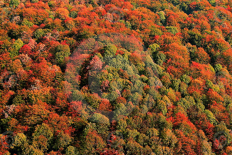 autumn shrub, red, forest, autumn, leaves, plants, nature, shrub, trees, HD wallpaper