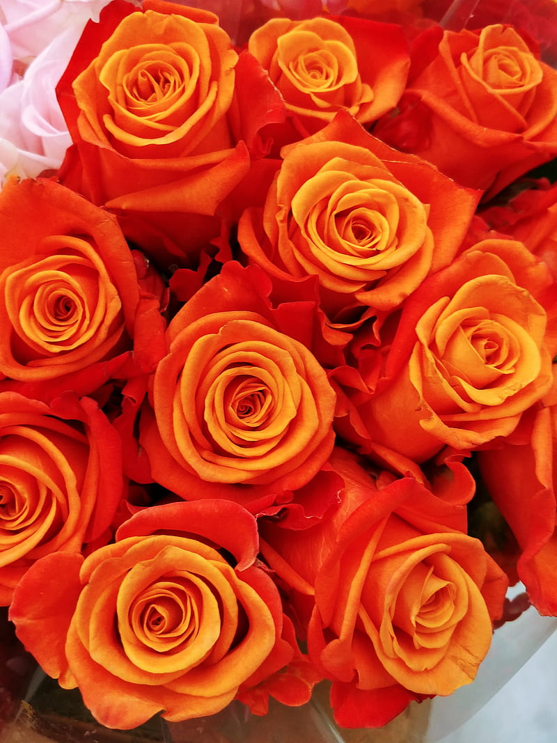 Discover 73+ orange rose hd wallpaper super hot - xkldase.edu.vn
