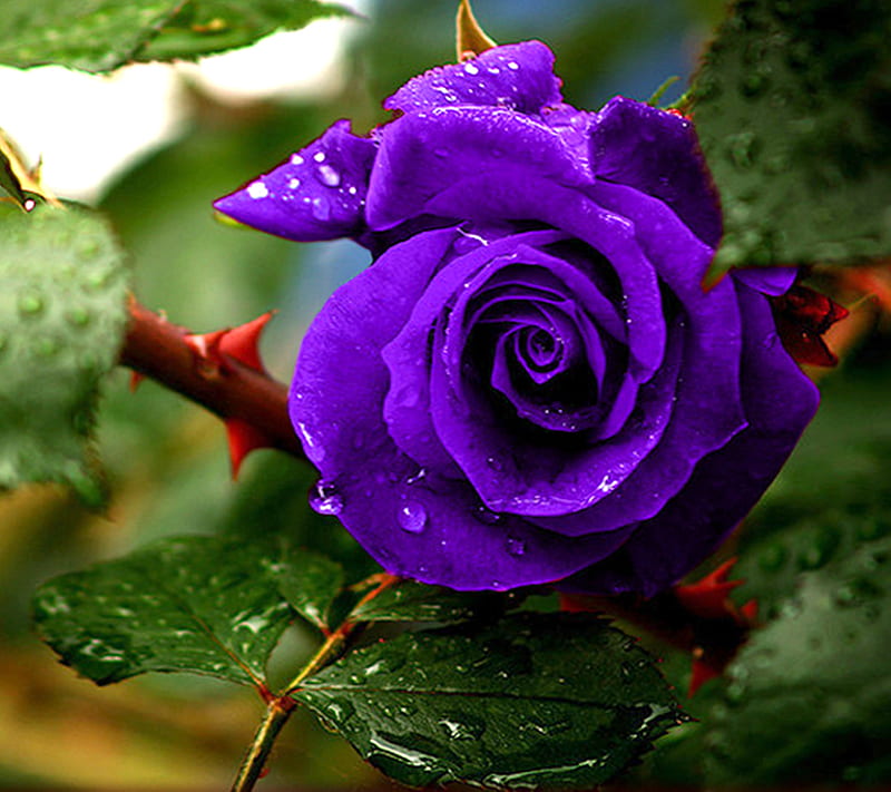 Blue Rose, HD wallpaper | Peakpx