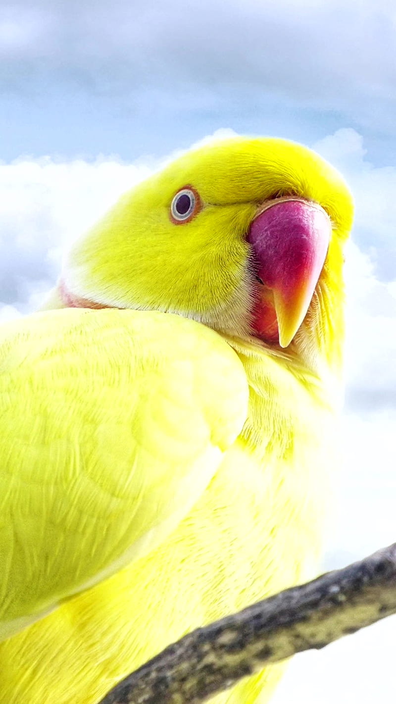 Yellow Parakeet , Hello, animal, feathers, goodboy, parrot, HD phone wallpaper