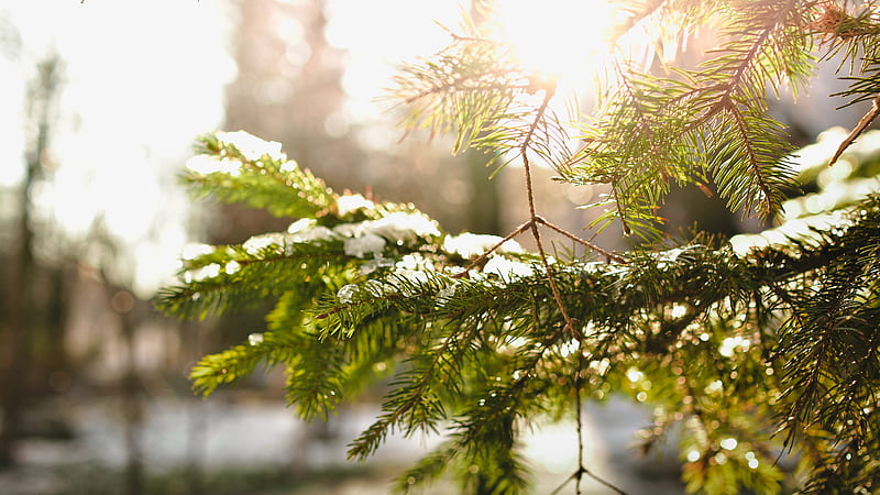 green pine tree leafed cover ice, HD wallpaper
