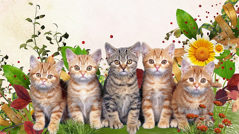 Spring Kitty Faces, grass, kitty, flower, sunflower, spring, cat, sweet, feline, summer, flowers, lawn, kitten, HD wallpaper