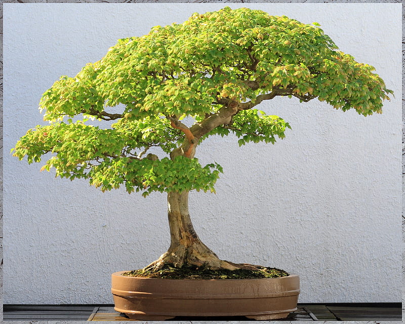 Trident Maple Bonsai, bonsai, tree, HD wallpaper
