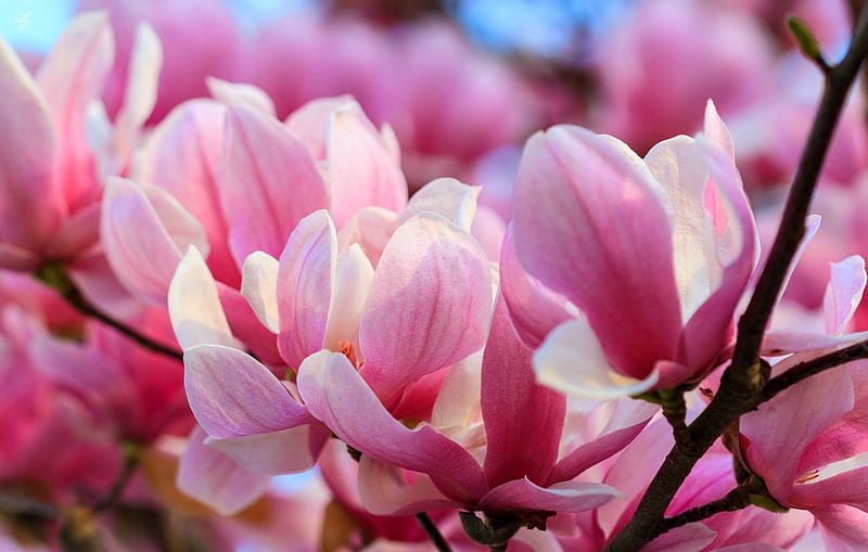 Magnolia tree, tree, magnolia, bonito, spring, pink, HD wallpaper