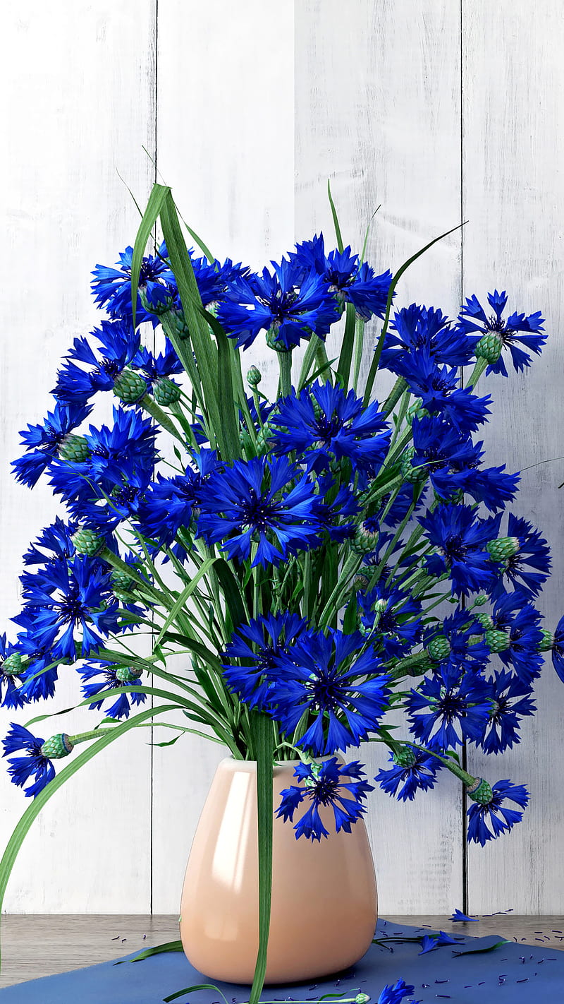 Cornflower , blue, vase, flower, HD phone wallpaper