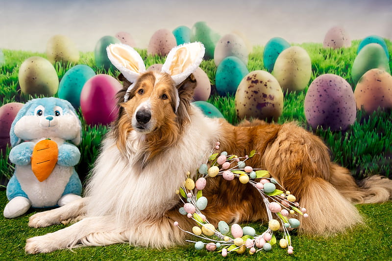 Dogs, Shetland Sheepdog, Dog, Easter, Pet, Stuffed Animal, Wreath, HD wallpaper