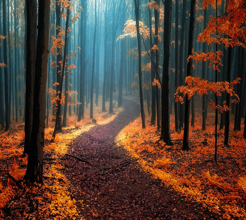 Autumn, forest, landscape, nature, road, trees, HD wallpaper | Peakpx