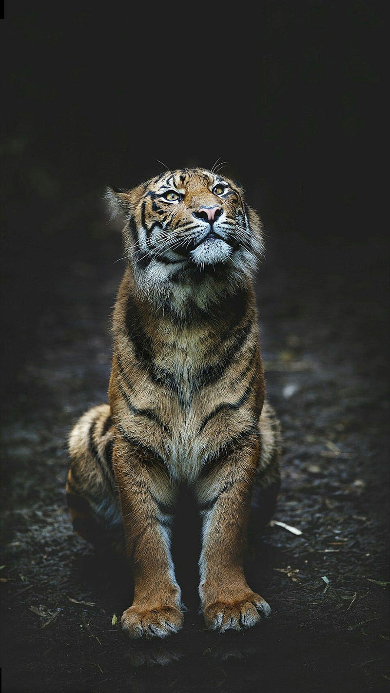tiger, animal, sitting, wild, HD phone wallpaper