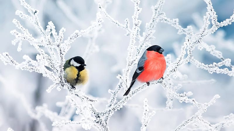 Aranyos téli madarak, madarak, Teli, Termeszet, Havas, HD wallpaper