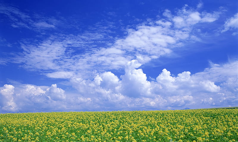 Yellow flower field, tree, grass, nature, sky, field, landscape, HD wallpaper