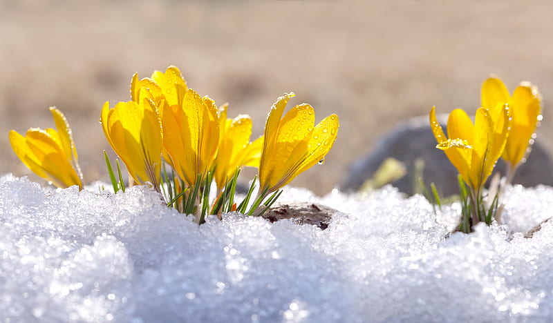 First spring flowers, pretty, crocus, snow, flowers, bonito, spring, first, frost, HD wallpaper