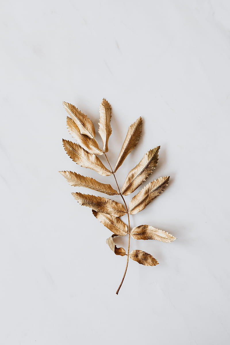 Brown Dried Leaves on White Surface, HD phone wallpaper