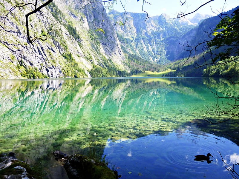 mirror, mountain, bough, duck, green, mountains, lake, blue, HD wallpaper