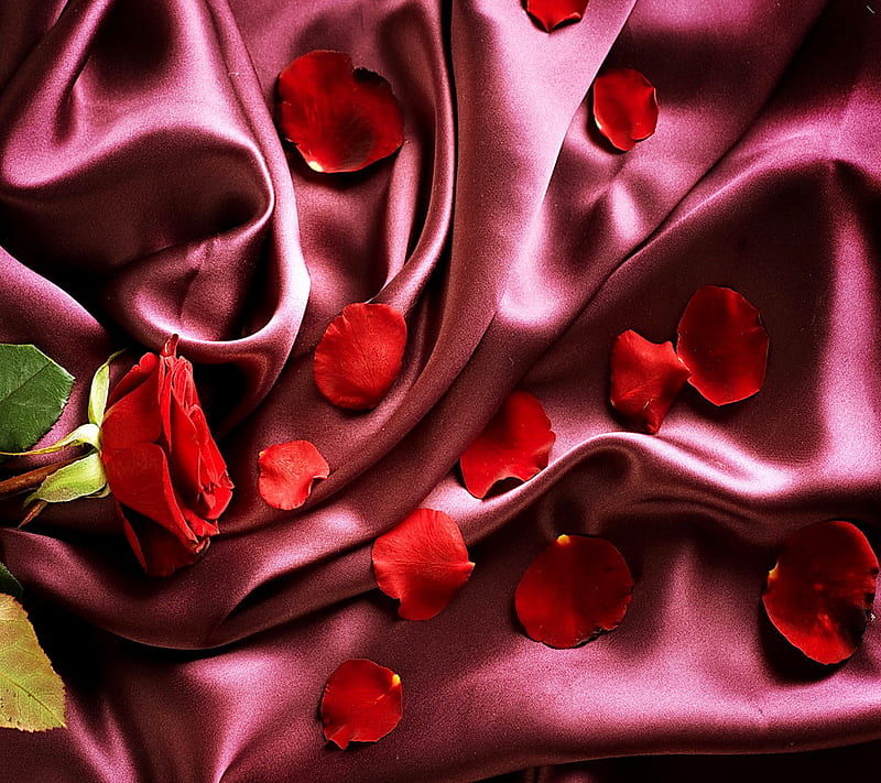 Rose On Silk, love, petals, romantic, HD wallpaper | Peakpx