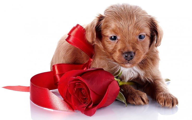 small brown puppy, gift, red silk bow, red rose, HD wallpaper