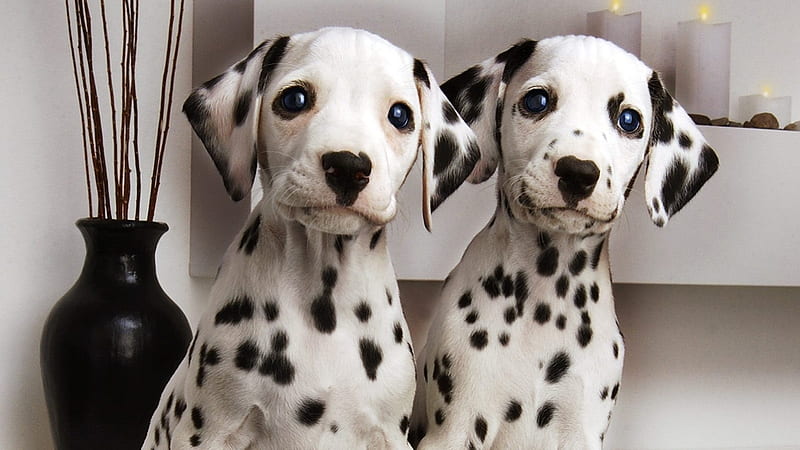 Dalmatians, sticks, home, black, vase, cute, kawaii, spots, blue eyes, white, dogs, HD wallpaper