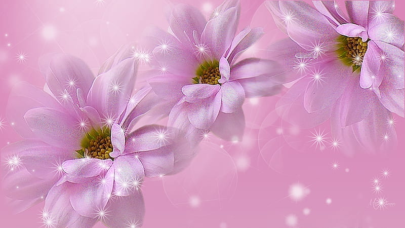 Soft and Pink, daisies, stars, gerberas, flowers, soft, pink, Firefox Persona theme, HD wallpaper