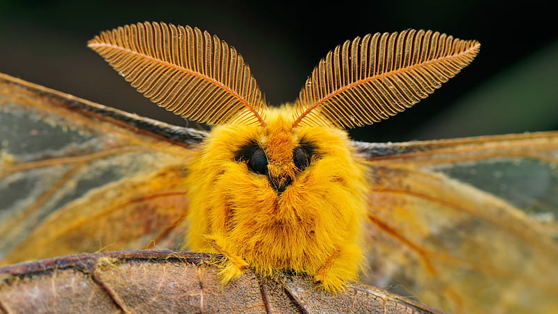 Yellow Moth On Leaf In Black Background Moth, HD wallpaper
