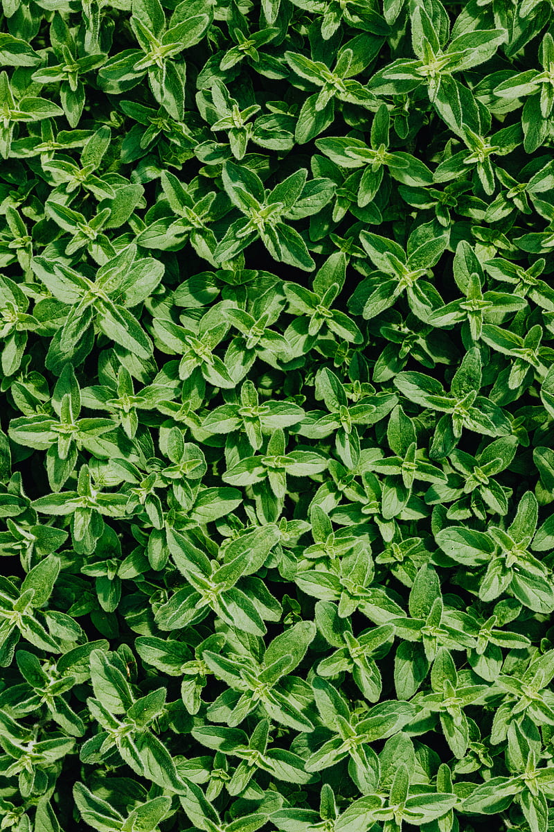 Green Leaves on Green Grass, HD phone wallpaper
