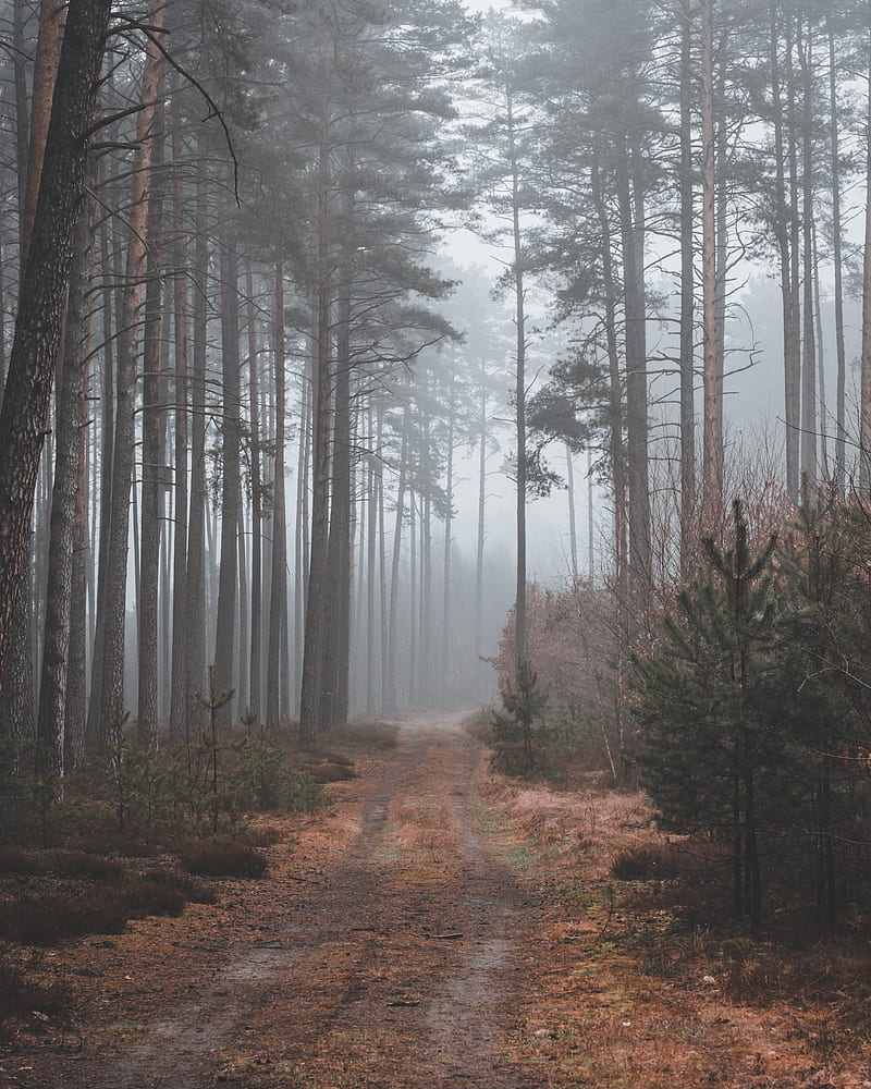 path, forest, gloomy, HD phone wallpaper
