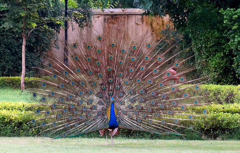 Tell me your secrets, peacock, dance, bird, blue, HD wallpaper