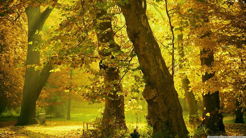Golden trees, forest, fall, autumn, golden seasons, tree nature, scene ...