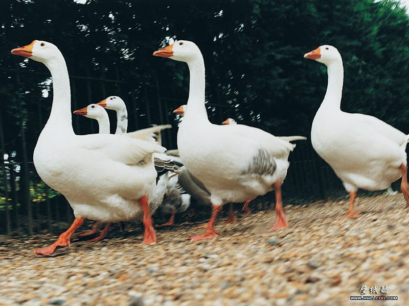 Gaggle of Geese, white geese, birds, farm animals, HD wallpaper