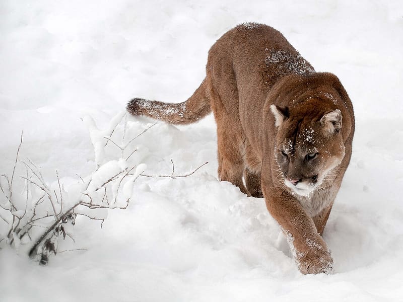 Free download | HD PNG cougar mountain lion puma wildcat wolf wallpaper  background best stock photos - Image ID 146664 | TOPpng