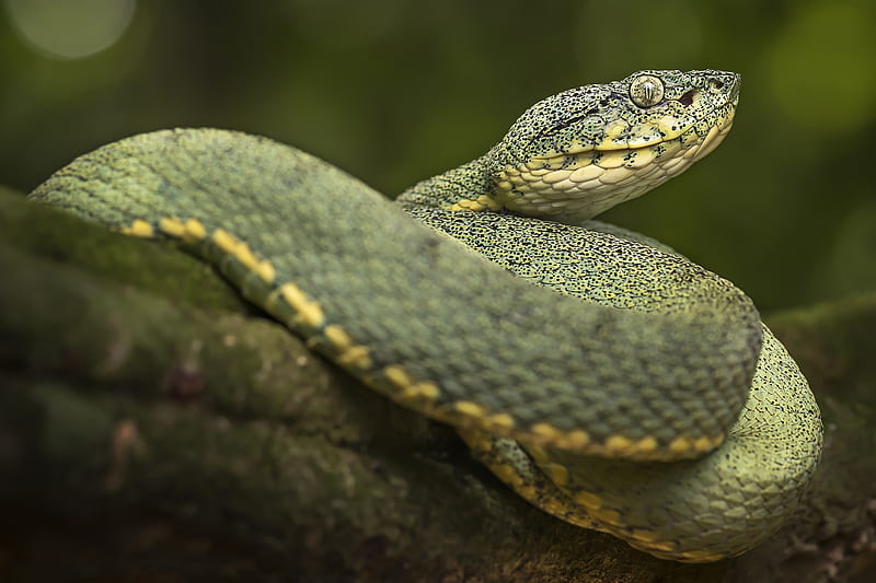 Reptiles, Viper, Snake , Pit Viper, HD wallpaper