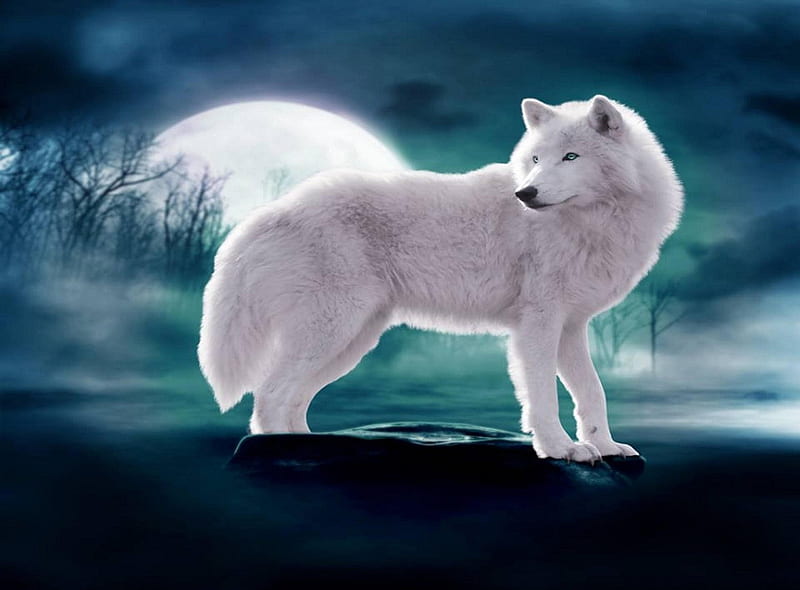 White wolf, predator, moon, wolf, animal, night, HD wallpaper