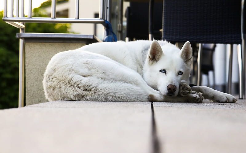 White Swiss Shepherd Dog, pets, white dog, blue eyes, Berger Blanc Suisse, HD wallpaper
