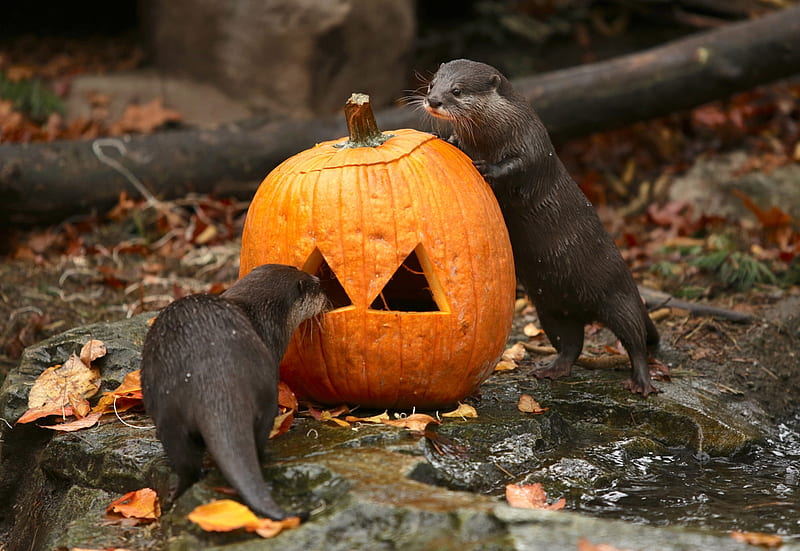 Otters explore pumpkin, USA, Pumpkin, 27 October 2016, Seattle, Washington, Otter, Woodland Park Zoo Pumpkin Bash, HD wallpaper