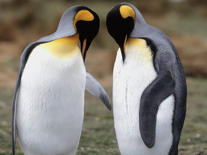 Tuxedo King Penguins-Animal World Series, HD wallpaper