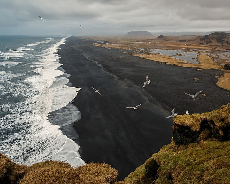 Seagull Above the Black Beach, Iceland, beach, sand, birds, black, nature,  waves, HD wallpaper | Peakpx