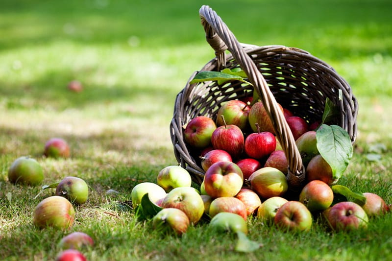 Apples, fruit, harvest, basket, HD wallpaper