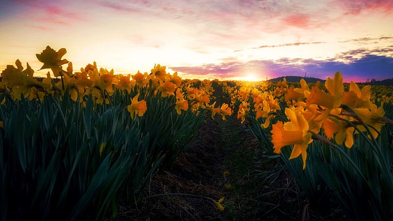 Daffodils at Sunset, field, blossoms, clouds, colors, flowers, sky, spring, HD wallpaper