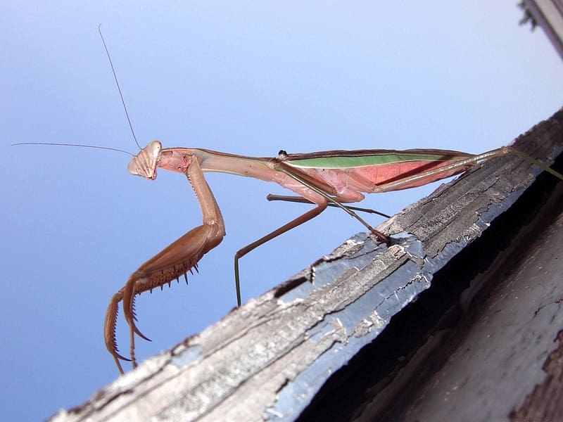 Insects, Animal, Praying Mantis, HD wallpaper