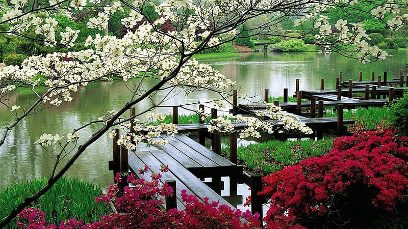 Wooden Bridge Between Colorful Blossom Flowers Above Water Nature, HD wallpaper