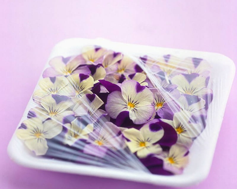 Purple Pansies in Plastic Container, flowers, plastic, Pansies, container, HD wallpaper