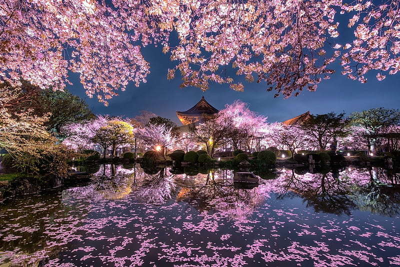 Sakura Scenery, japanese, shrine, temple, spring, pink, cherry blossom, sakura, lake, japan, scenery, night, HD wallpaper