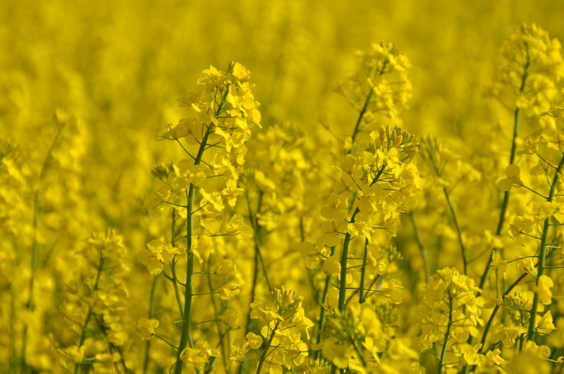Mustard field, yellow, flowers, spring, mustad, HD wallpaper