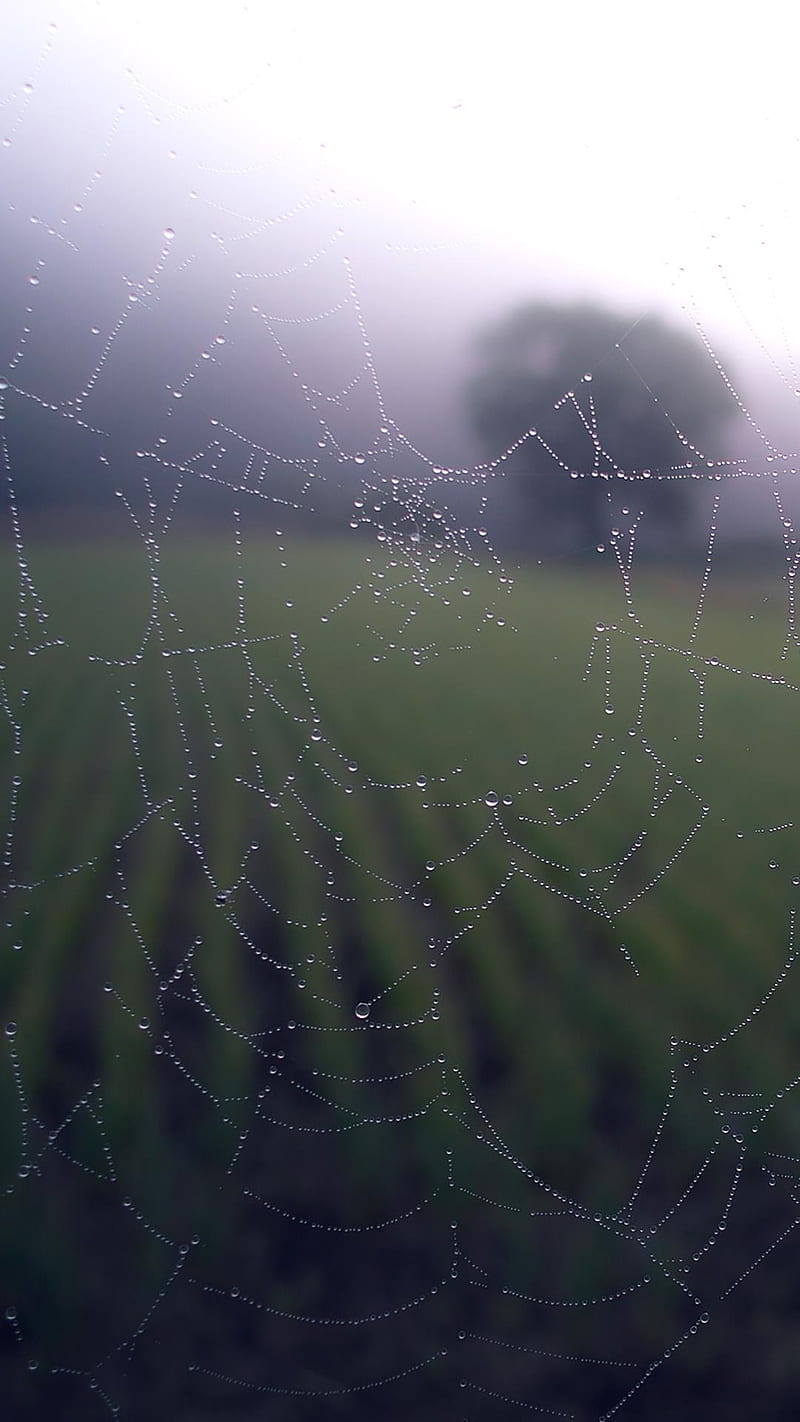 spider web, nature, rain, web, HD phone wallpaper