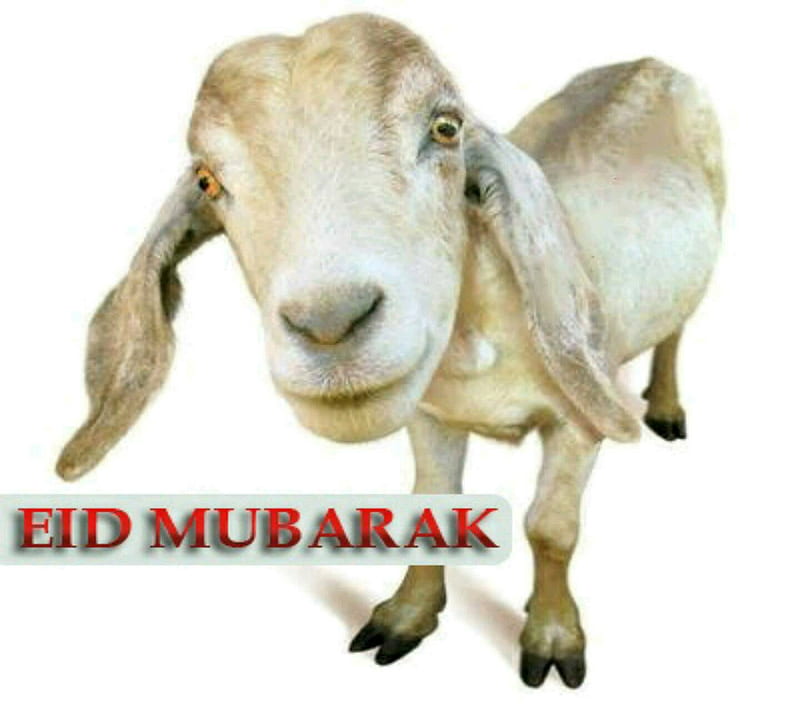 Eid ul adha Mubarak, bakra eid, eid ul azha mubarak, holy occasion, muslims, HD wallpaper