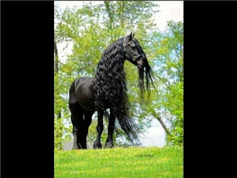 BLACK, stallion, grass, trees, horse, HD wallpaper
