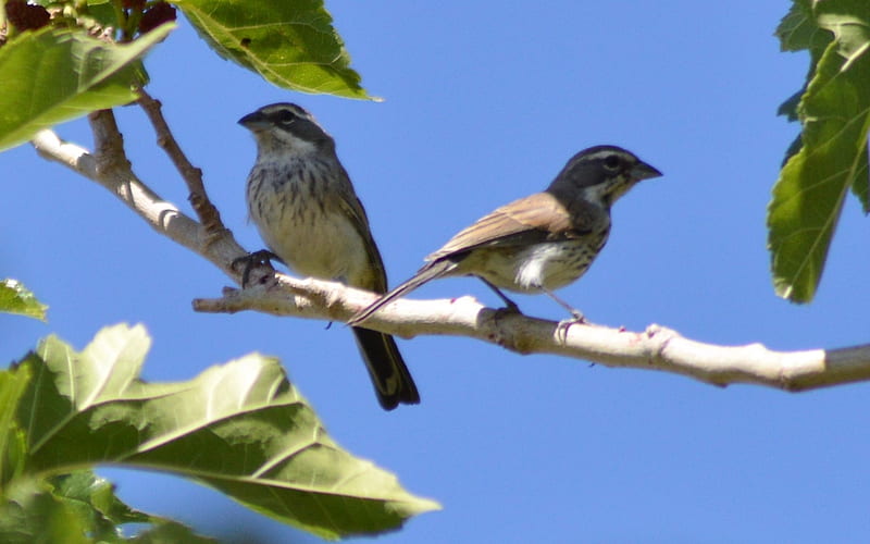 Juvenile Black-throated Sparrows, sparrows, birds, sky, branch, HD wallpaper