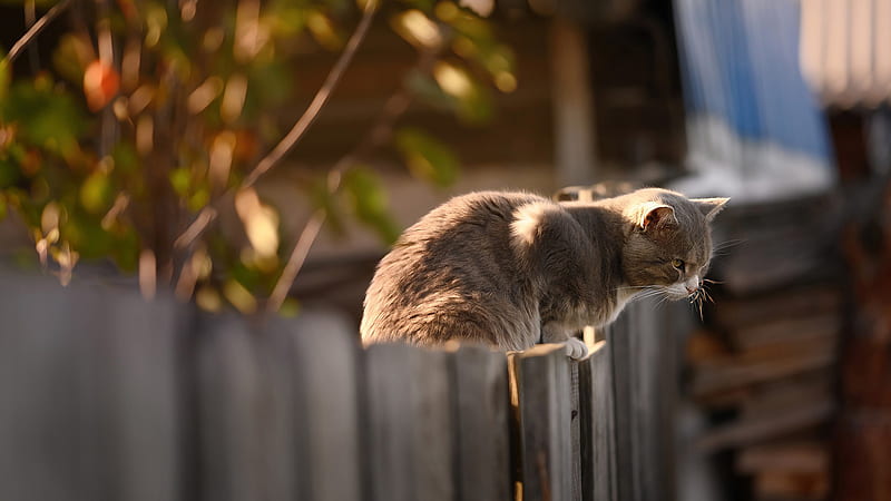 Brown Cat Is Standing On The Wooden Barricade Cat, HD wallpaper