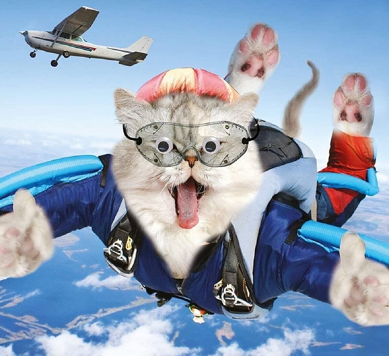 Flying cat, flying, airplane, fantasy, funny, cat, pisici, blue, HD wallpaper