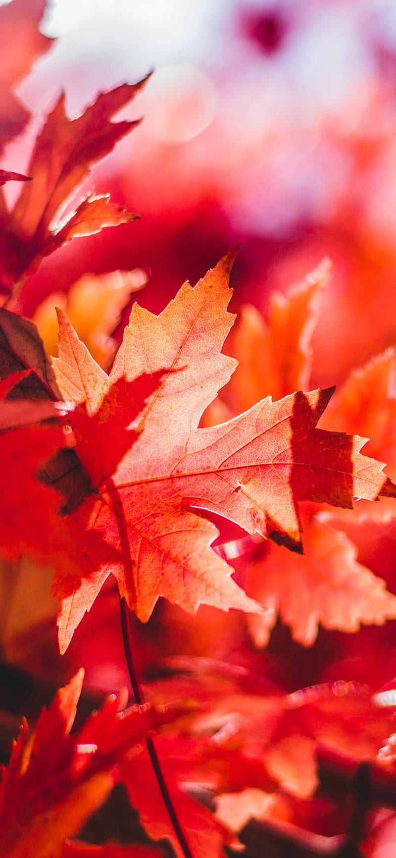 Maple Leaf Flower Red Fall Autumn Nature Via For IPhone X. Autumn Nature, Fall , Autumn graphy, Red Autumn Leaves, HD phone wallpaper